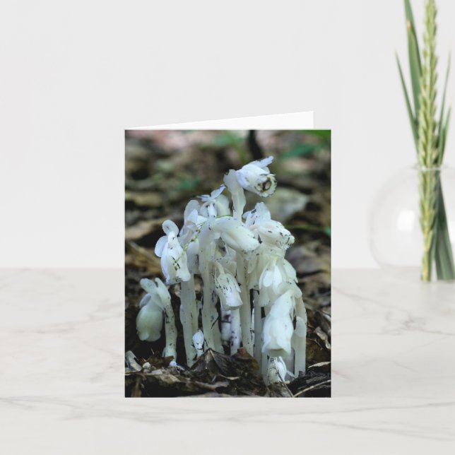 White Indian Pipe Wildflowers Nature  (Devant)