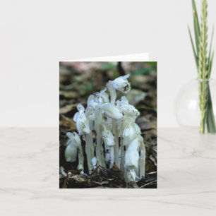 White Indian Pipe Wildflowers Nature  Note Card
