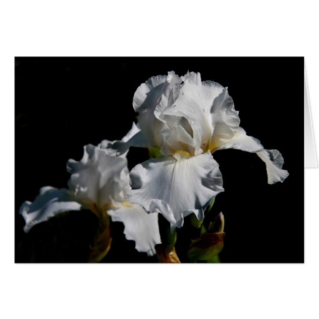 White Iris (Front Horizontal)