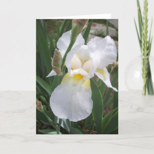 White Iris Card