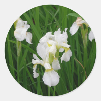 white iris classic round sticker