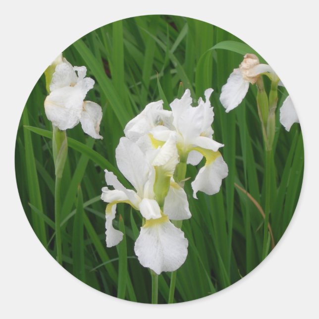 white iris classic round sticker (Front)