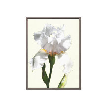 White iris flower canvas photo art