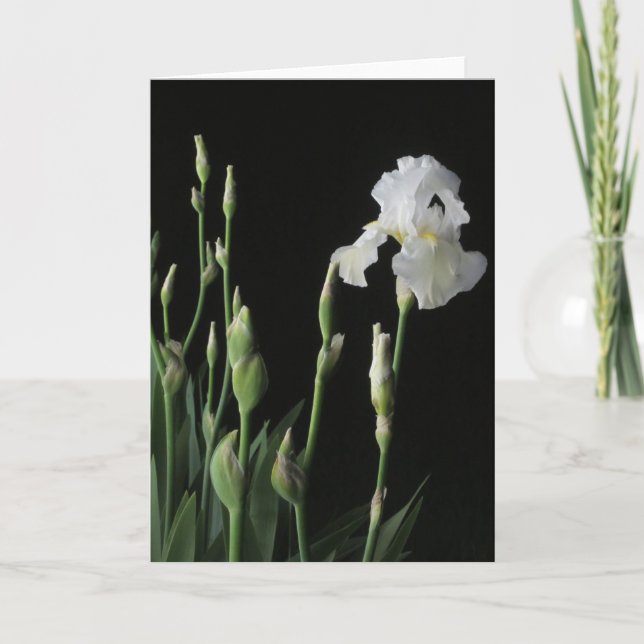 White Iris In Dark Of Night Card (Front)