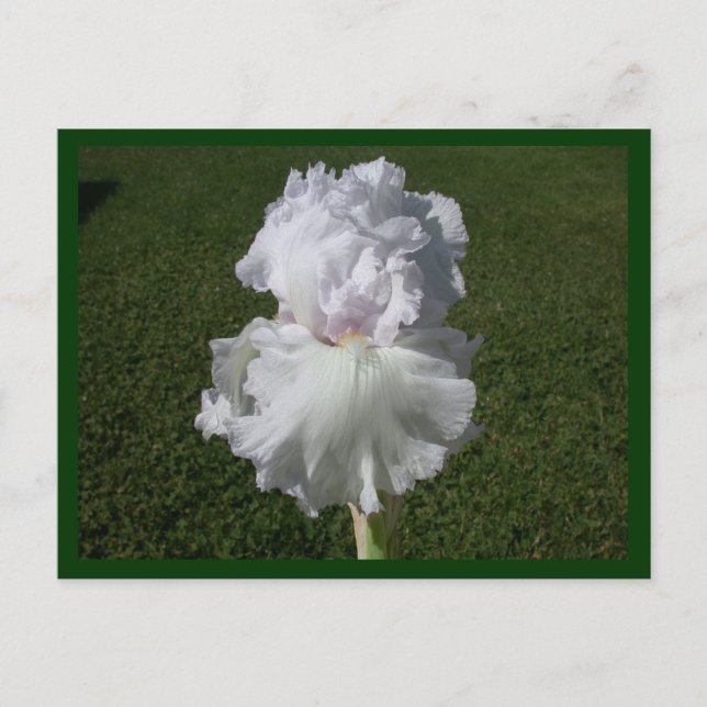 White Iris Postcard (Front)