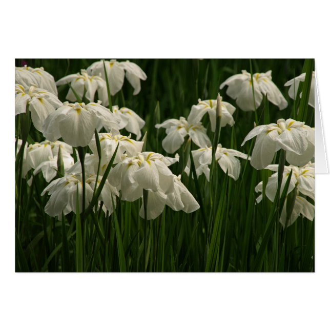 White Irises (Front Horizontal)