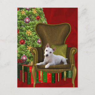 White Jack Russell Christmas Holiday Postcard