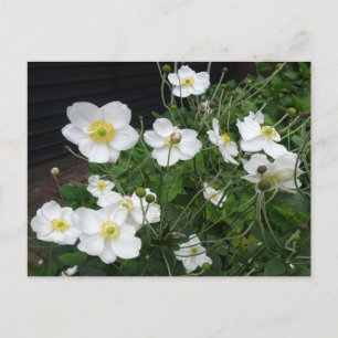 White Japanese Anemones DIY Postcard
