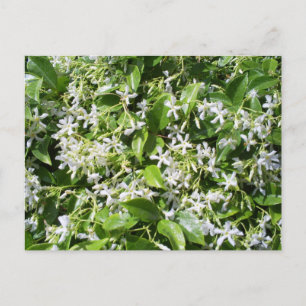 White Jasmine Flowers Postcard