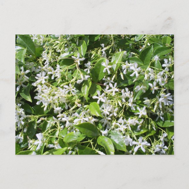 White Jasmine Flowers Postcard (Front)