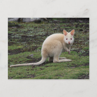 White Kangaroo Postcard