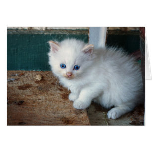 White Kitten