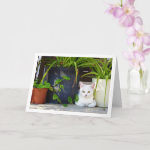 White Kitten and Garden Plants Card