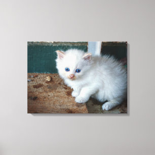 White Kitten Canvas Print