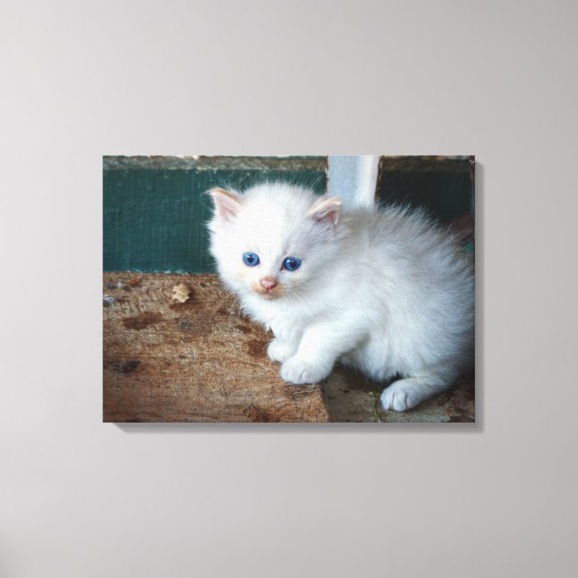 White Kitten Canvas Print (Front)