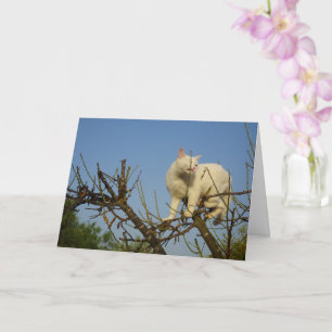 White Kitten Climbing Almond Tree Card