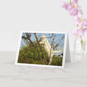 White Kitten in Almond Tree Card