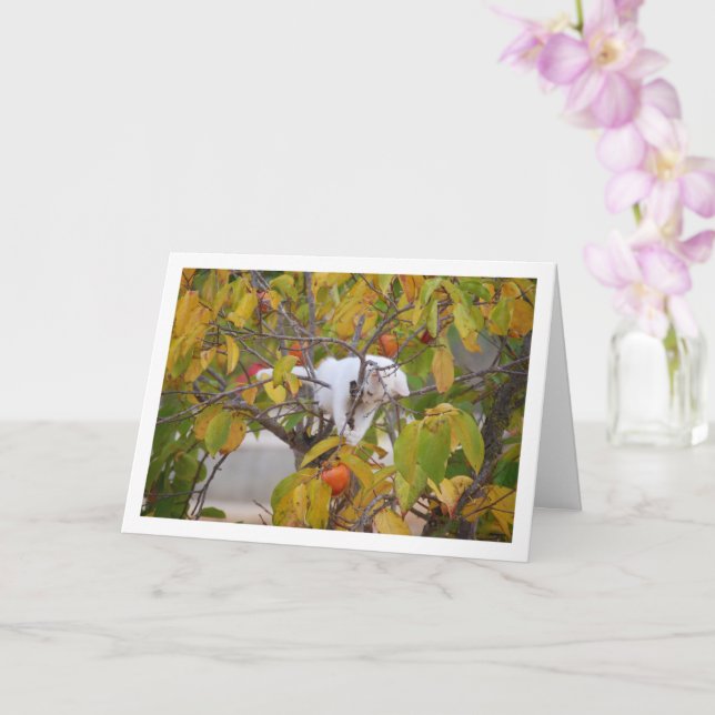 White Kitten in Persimmon Tree Card (Orchid)