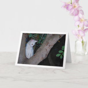 White Kitten in Tree Portrait Card