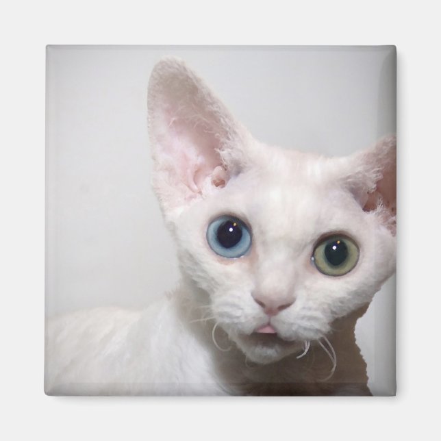 White Kitten Magnet (Front)