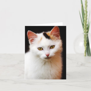 White Kitten Note Card