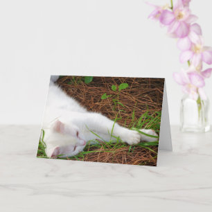 White Kitten on Pine Needles Card