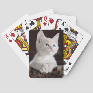 White kitten playing cards. cards
