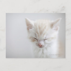 White Kitten Sleeping Postcard