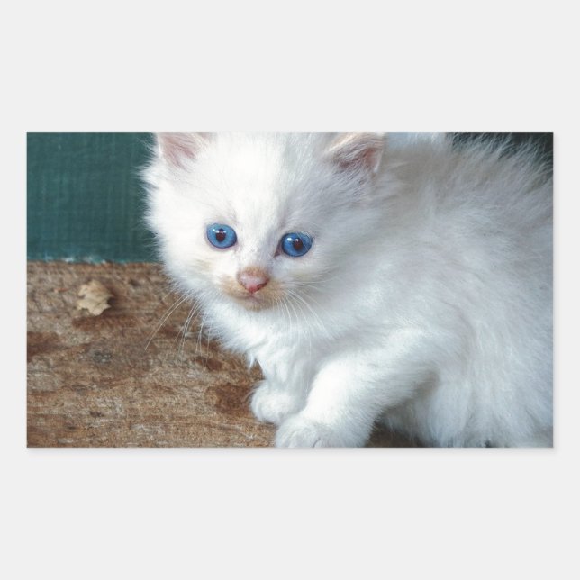White Kitten Sticker (Front)