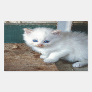 White Kitten Sticker