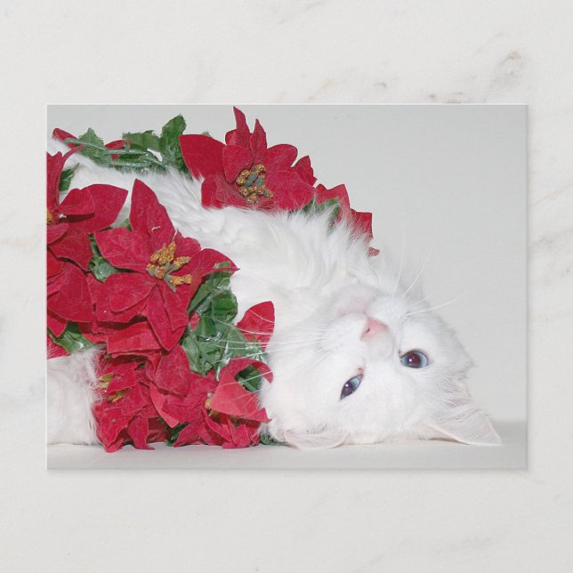 White kitty Christmas Holiday Postcard (Front)