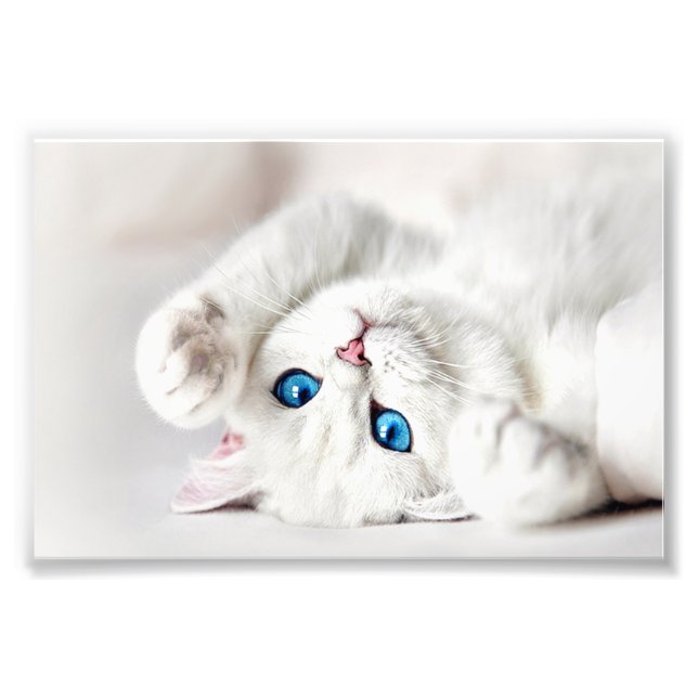 White Kitty Photo Print (Front)