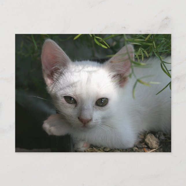 White kitty postcard (Front)