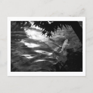White Koi: Japan Postcard