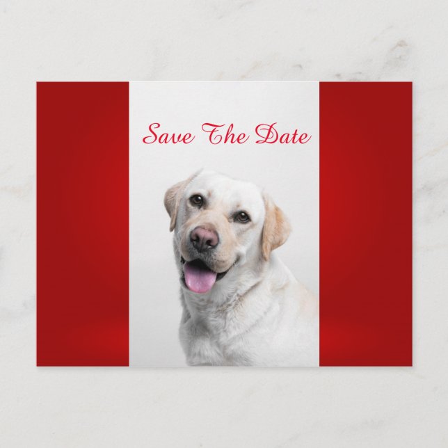 White Labrador Announcement Postcard (Front)