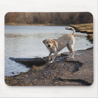 White Labrador near a lake Mouse Pad
