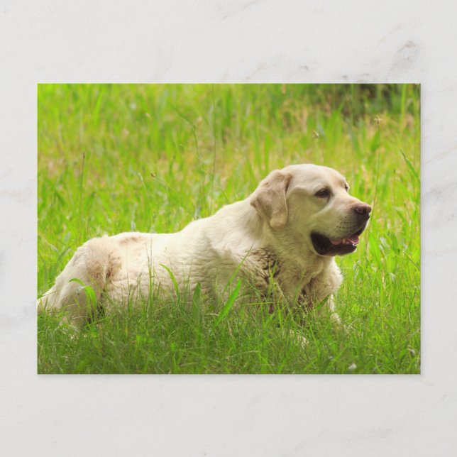 White Labrador Retriever Dog Postcard (Front)