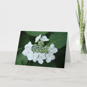 White Lace Greeting Card