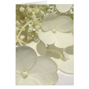 White Lacecap Hydrangea Flower Close Greeting Card