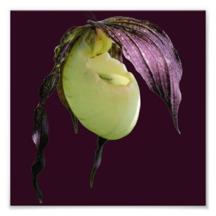 White Lady Slipper Orchid Flower 8x8 Photo Print