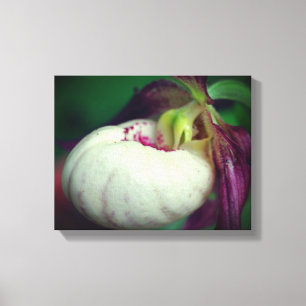 White Lady Slipper Orchid Flower Close Up Canvas Print