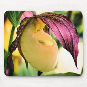 White Lady Slipper Orchid Flower Mouse Pad