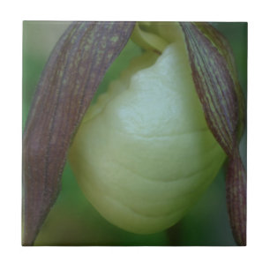 White Lady Slipper Orchid Flower Nature Tile