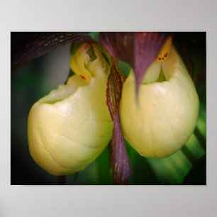 White Lady Slipper Orchid Flower Pair Poster