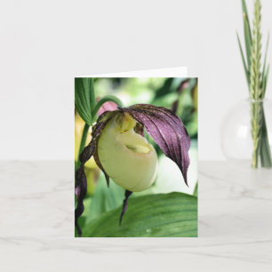 White Lady Slipper Orchid Flower Photography  Note Card
