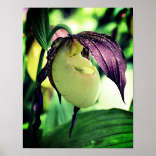 White Lady Slipper Orchid Flower  Poster