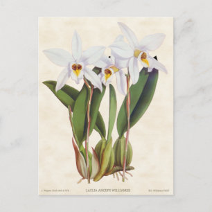 White Laelia Orchid Vintage Botanical Postcard