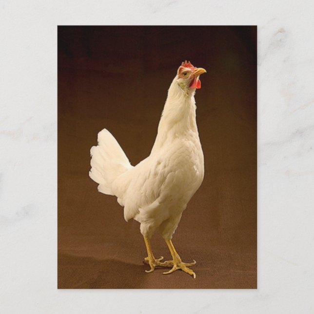 White Leghorn Chicken Postcard (Front)