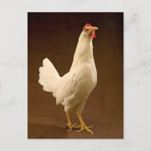 White Leghorn Hen Postcard