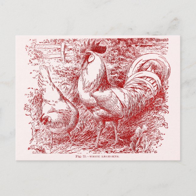 White Leghorn in red Postcard (Front)
